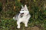 SIBERIAN HUSKY 846